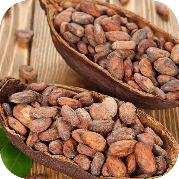Cocoa Beans Processing