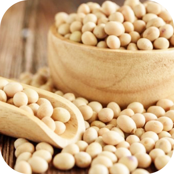 Soybeans Processing
