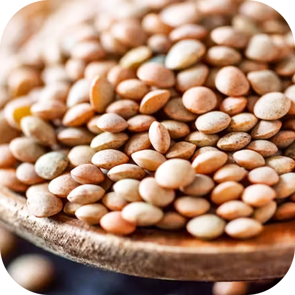 Lentil Processing
