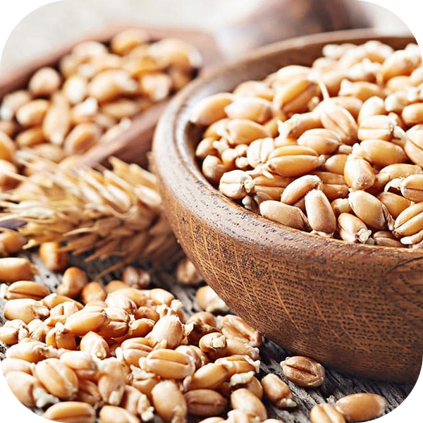 Wheat Germ