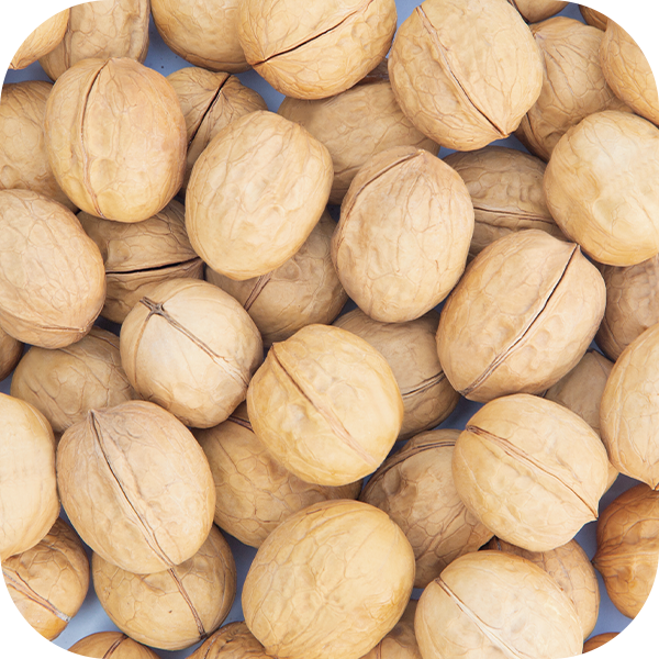 Walnut Processing