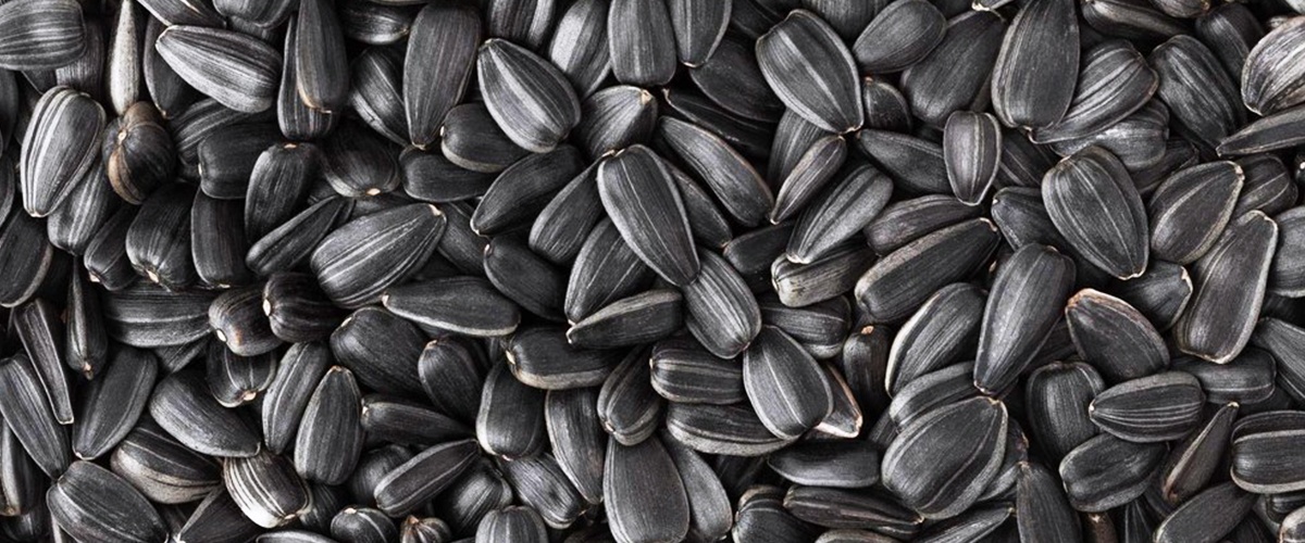 Sunflower Seed