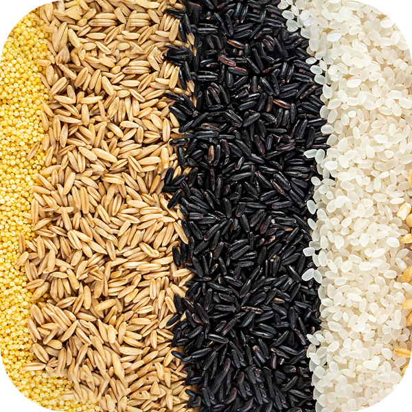 Rice Varieties